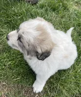 GP Girl #1 , a female Great Pyrenees for sale in Cross Plains, IN – Photo 4 of 6