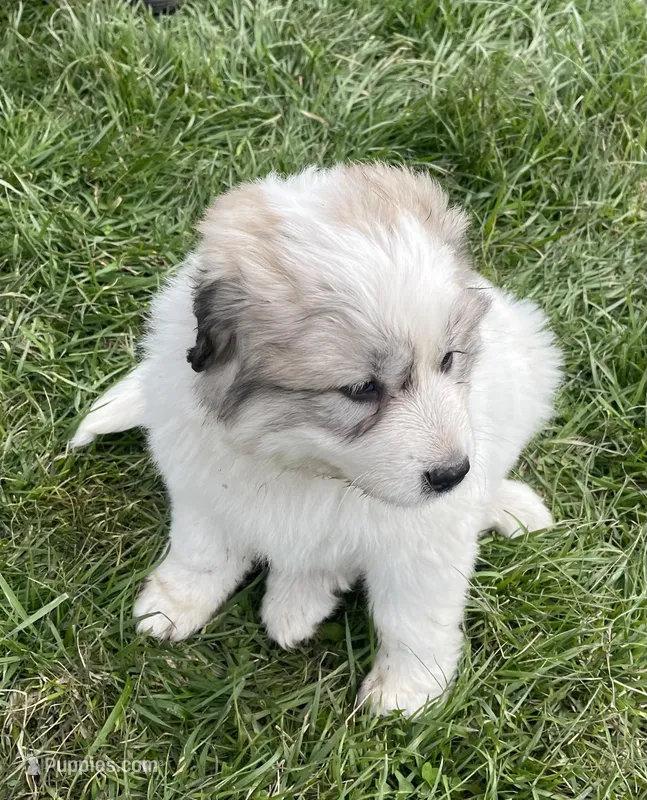 GP Girl #1  – Great Pyrenees puppy for sale in Cross Plains, IN