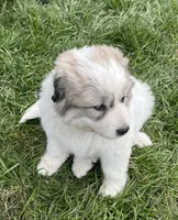 GP Girl #1 , a female Great Pyrenees for sale in Cross Plains, IN – Photo 1 of 6