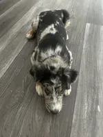 Camden, a male Australian Shepherd for sale in Carlsbad, CA – 2 of 4