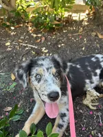 Camden, a male Australian Shepherd for sale in Carlsbad, CA – 3 of 4