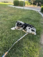 Camden, a male Australian Shepherd for sale in Carlsbad, CA – 4 of 4