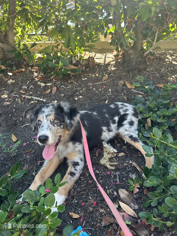 Camden – Australian Shepherd puppy for sale in Carlsbad, CA