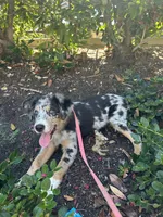 Camden, a male Australian Shepherd for sale in Carlsbad, CA – 1 of 4