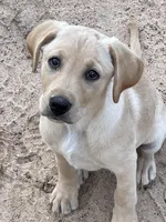 No puppy, a female Labrador Retriever for sale in Bryan, TX – Photo 4 of 10