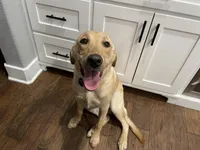 No puppy, a female Labrador Retriever for sale in Bryan, TX – Photo 8 of 10