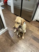 No puppy, a female Labrador Retriever for sale in Bryan, TX – Photo 7 of 10