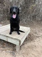 No puppy, a female Labrador Retriever for sale in Bryan, TX – Photo 9 of 10