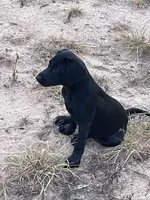 No puppy, a female Labrador Retriever for sale in Bryan, TX – Photo 5 of 10