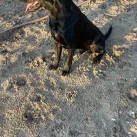 1 dog ready to hunt, a male Labrador Retriever for sale in Bryan, TX – Photo 4 of 7