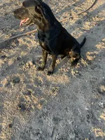 1 dog ready to hunt, a male Labrador Retriever for sale in Bryan, TX – Photo 7 of 7