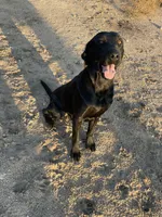 1 dog ready to hunt, a male Labrador Retriever for sale in Bryan, TX – Photo 5 of 7