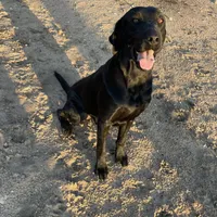 1 dog ready to hunt, a male Labrador Retriever for sale in Bryan, TX – Photo 3 of 7