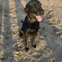 1 dog ready to hunt, a male Labrador Retriever for sale in Bryan, TX – Photo 6 of 7