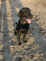 1 dog ready to hunt, a male Labrador Retriever for sale in Bryan, TX – Photo 6 of 7