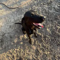 1 dog ready to hunt, a male Labrador Retriever for sale in Bryan, TX – Photo 1 of 7