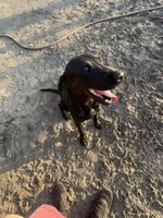 1 dog ready to hunt, a male Labrador Retriever for sale in Bryan, TX – Photo 1 of 7