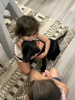 No puppy, a female Labrador Retriever for sale in Bryan, TX – Photo 4 of 7