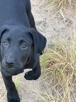 No puppy, a female Labrador Retriever for sale in Bryan, TX – Photo 2 of 7