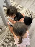 No puppy, a female Labrador Retriever for sale in Bryan, TX – Photo 6 of 7