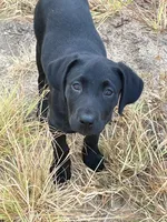 No puppy, a female Labrador Retriever for sale in Bryan, TX – Photo 3 of 7