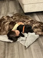 No puppy, a female Labrador Retriever for sale in Bryan, TX – Photo 5 of 7