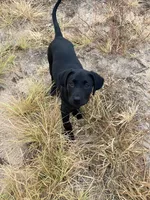No puppy, a female Labrador Retriever for sale in Bryan, TX – Photo 7 of 7