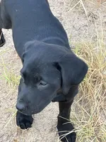 No puppy, a female Labrador Retriever for sale in Bryan, TX – Photo 1 of 7