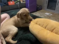 No puppy, a male Labrador Retriever for sale in Bryan, TX – Photo 9 of 10