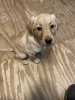 No puppy, a male Labrador Retriever for sale in Bryan, TX – Photo 4 of 10