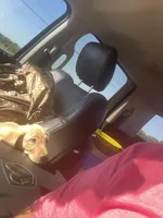 No puppy, a male Labrador Retriever for sale in Bryan, TX – Photo 8 of 10