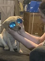 No puppy, a male Labrador Retriever for sale in Bryan, TX – Photo 1 of 10