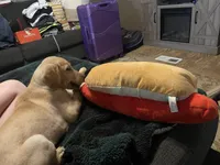 No puppy, a male Labrador Retriever for sale in Bryan, TX – Photo 5 of 10