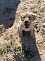 No puppy, a male Labrador Retriever for sale in Bryan, TX – Photo 6 of 10