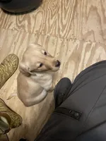 No puppy, a male Labrador Retriever for sale in Bryan, TX – Photo 3 of 10