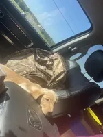 No puppy, a male Labrador Retriever for sale in Bryan, TX – Photo 2 of 10