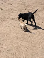 No puppy, a male Labrador Retriever for sale in Bryan, TX – Photo 7 of 10