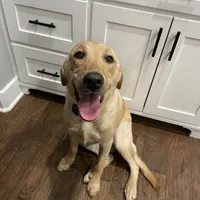 1 puppy (started dog), a male Labrador Retriever for sale in Bryan, TX – Photo 1 of 4