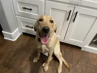 1 puppy (started dog), a male Labrador Retriever for sale in Bryan, TX – Photo 1 of 4