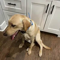 1 puppy (started dog), a male Labrador Retriever for sale in Bryan, TX – Photo 4 of 4