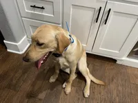 1 puppy (started dog), a male Labrador Retriever for sale in Bryan, TX – Photo 4 of 4