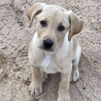 1 puppy (started dog), a male Labrador Retriever for sale in Bryan, TX – Photo 2 of 4