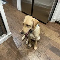 1 puppy (started dog), a male Labrador Retriever for sale in Bryan, TX – Photo 3 of 4