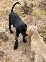 No puppy, a female Labrador Retriever for sale in Bryan, TX – Photo 3 of 7