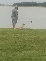 No puppy, a female Labrador Retriever for sale in Bryan, TX – Photo 6 of 7