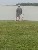 No puppy, a female Labrador Retriever for sale in Bryan, TX – Photo 7 of 7