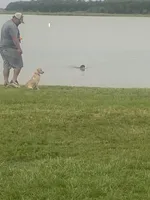 No puppy, a female Labrador Retriever for sale in Bryan, TX – Photo 5 of 7