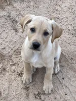 No puppy, a female Labrador Retriever for sale in Bryan, TX – Photo 2 of 7