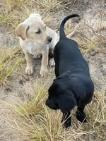 No puppy, a female Labrador Retriever for sale in Bryan, TX – Photo 4 of 7