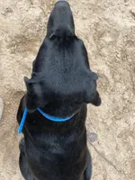 No puppy, a female Labrador Retriever for sale in Bryan, TX – Photo 5 of 8